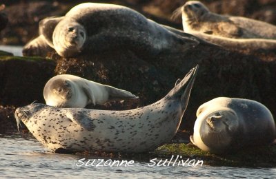 harbor seals Salisbury Ma