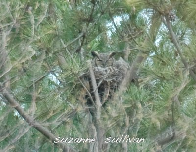 great horned owl nesting plum island 2008