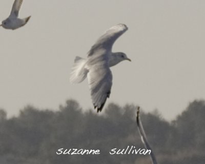 possible mew/common gull