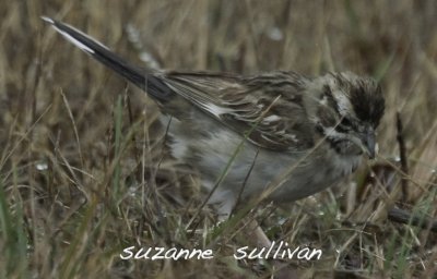 lark sparrow plum island hellcat