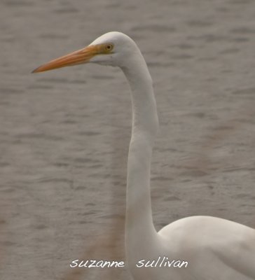 great white egret plum island