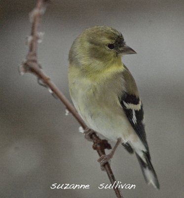 goldfinch wilmington ma