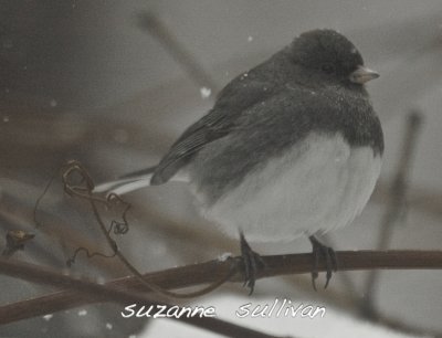 dark eyed  junco wilmington ma