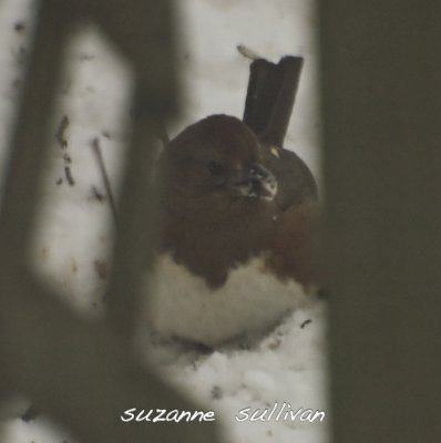 eastern towhee wilmington ma