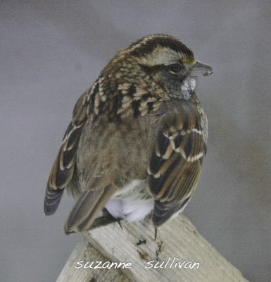 white-throated sparrow wilmnington ma