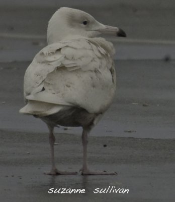 2nd year glaucous gull salisbury ma