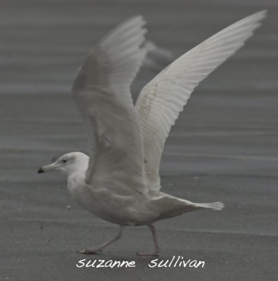 2nd year glaucous gull salisbury ma