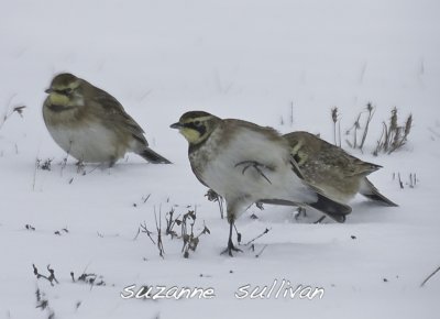 plum_island_birds