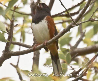 eastern towhee  plum island