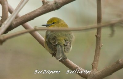 pine warbler wilmington ma