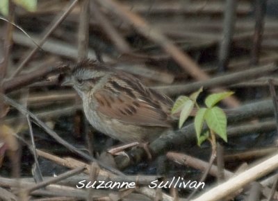 swamp sparrow  plum island