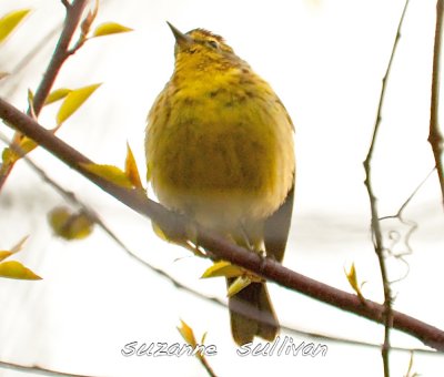 palm warbler plum island