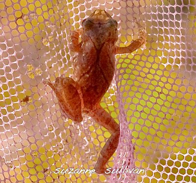 mammals, reptiles, etc.................