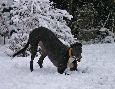 Peggy in the January Snow