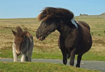 Pony and her foal on the windswept moor