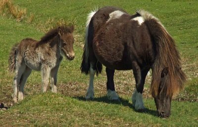 A Dartmoor Pony and her Foal