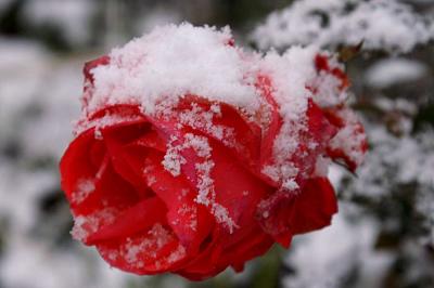 SnowRose1.jpg