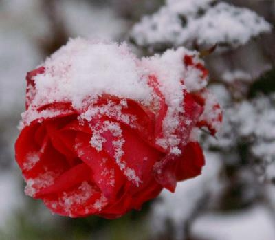 SnowRose2.jpg
