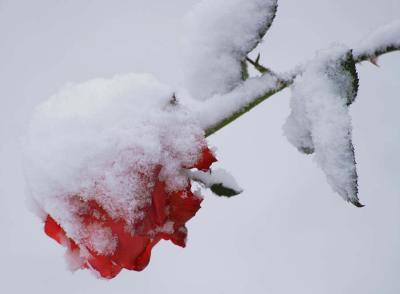 SnowRose4.jpg