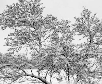 SnowBranches.jpg