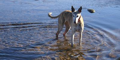 Dartmoor Water - Cold and Clear