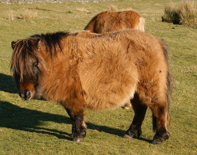 Dartmoor Pony in thick Winter Coat