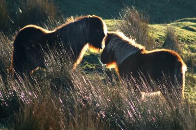 Dartmoor Ponies Backlit