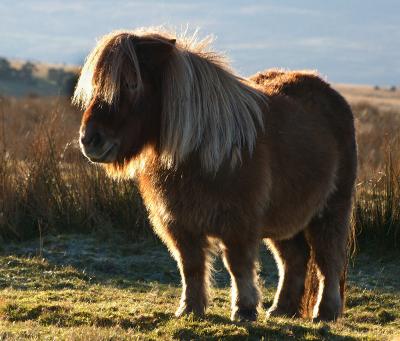 A Dartmoor Pony in Winter