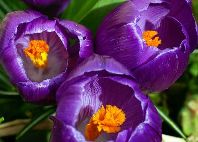 g3/54/91454/3/57091636.Crocuses3.jpg