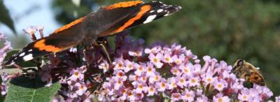 BButterfly1.jpg