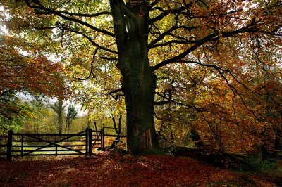 An Autumn Gateway