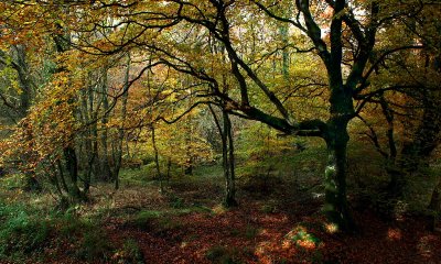 AutumnWoods071.jpg