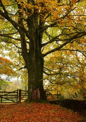 AutumnWoods074.jpg