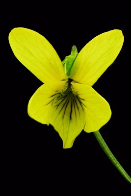 Yellow Violet