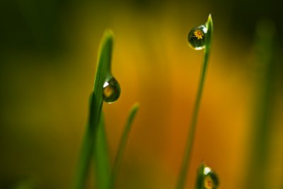 Reflections in Dewdrops