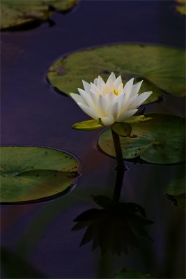 Lily Pad Portrait
