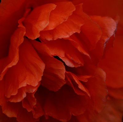 Soft Petals