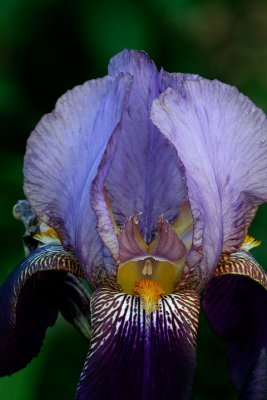 Purple Iris