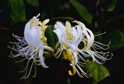 white flower