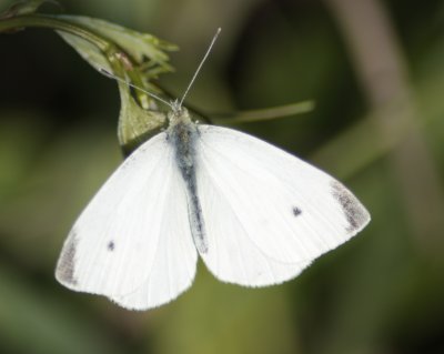 white butterfly.tif