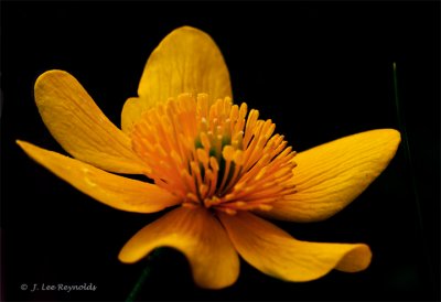 Lone Marigold