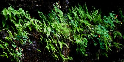 Fern on Rock