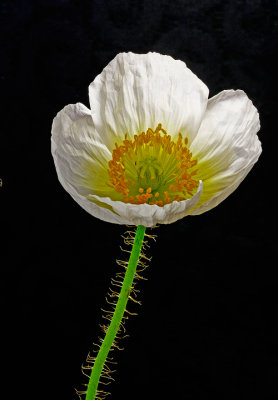 White Poppy