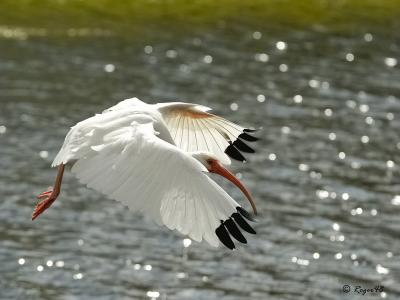 White Ibis