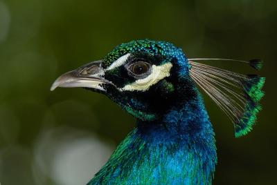 Peacock at Flamingo Gardens