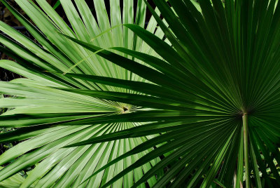 Overlapping fan palms