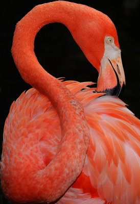 Flamingo Gardens, Davie fl