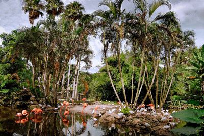 Flamingo Gardens