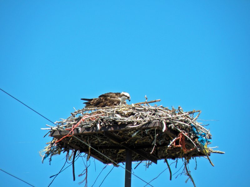 Mama Hawk nesting