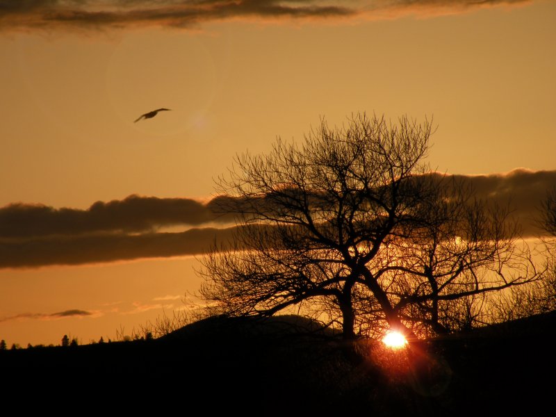 Golden Orange Sunset
